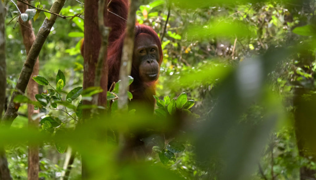 Orangutan