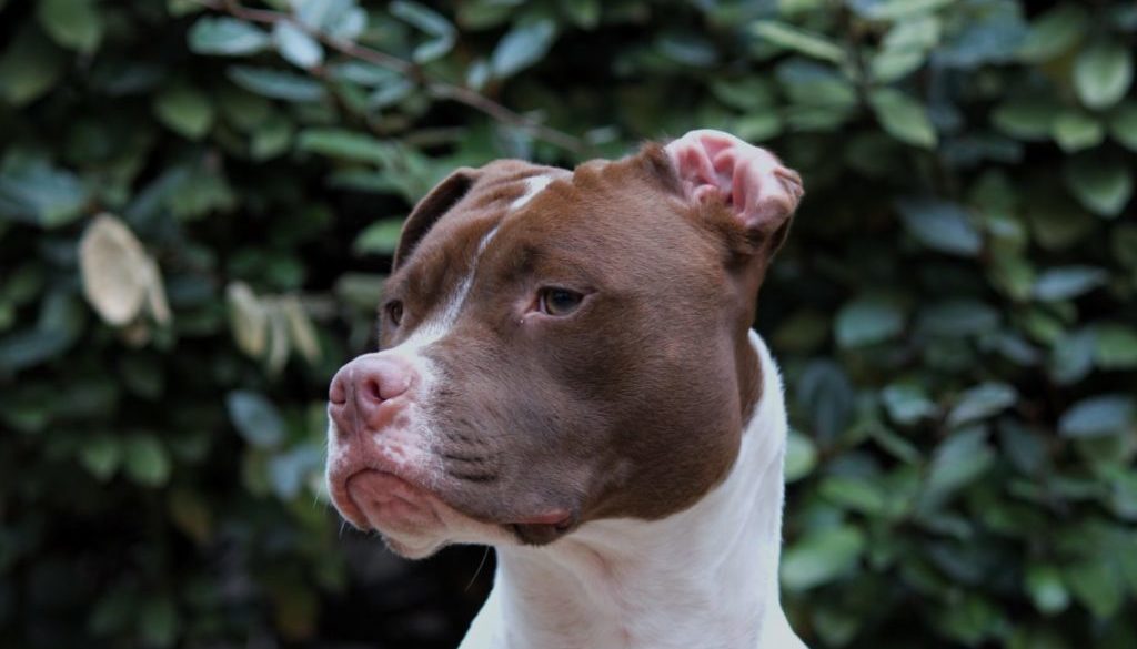 Pitbull
