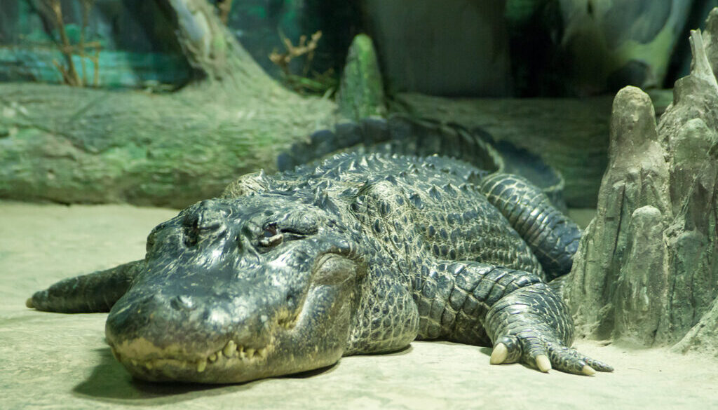 Alligator saturn