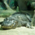 Alligator saturn