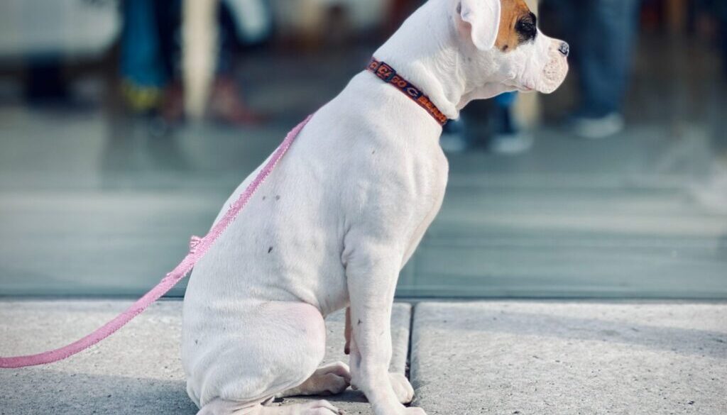 white and brown dog sitting on floor