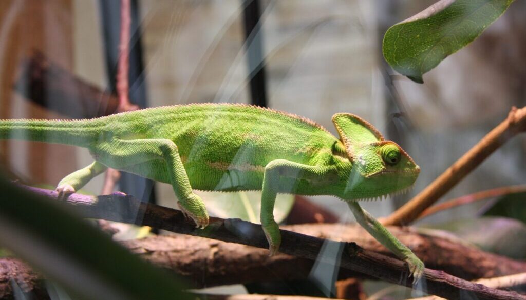 chameleon