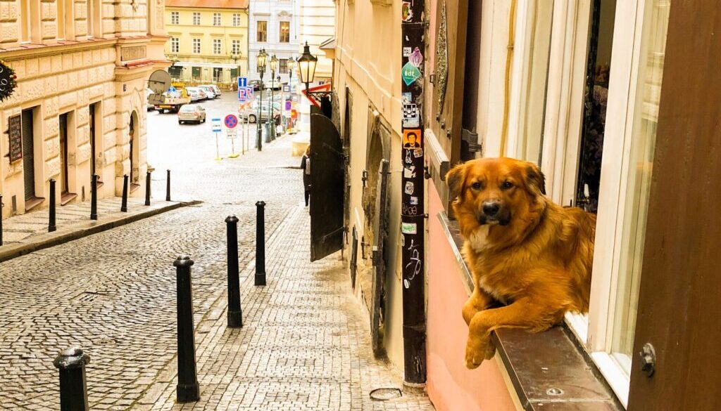 brown short coated dog walking on sidewalk during daytime