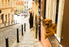 brown short coated dog walking on sidewalk during daytime