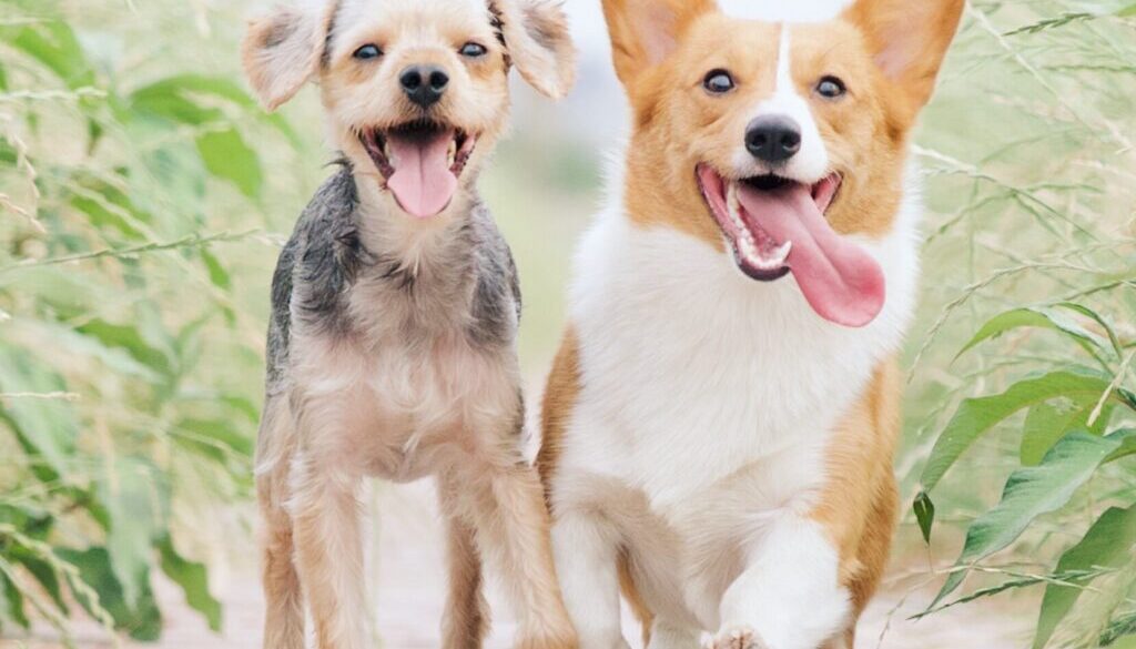white and brown corgi besides brown dog