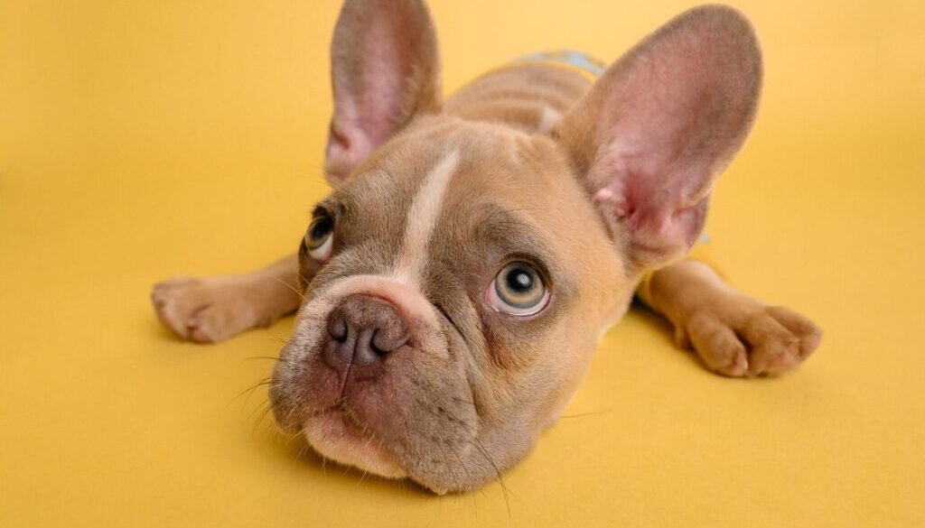 brown french bulldog puppy lying on yellow textile