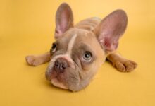 brown french bulldog puppy lying on yellow textile