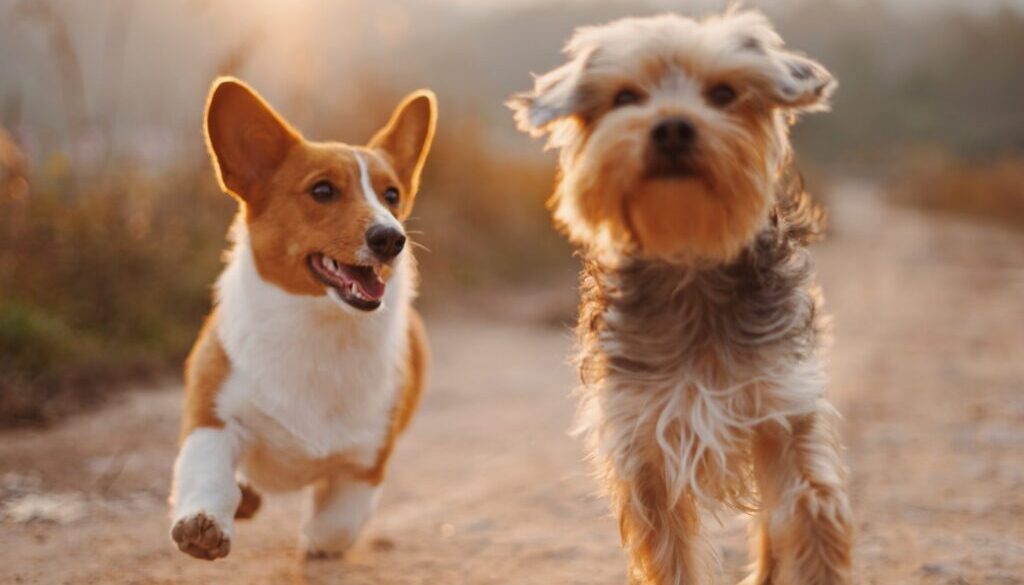 two brown and white dogs running dirt road during daytime