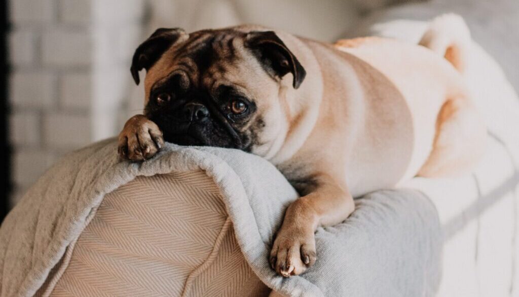 mops