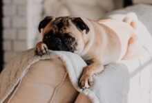 mops