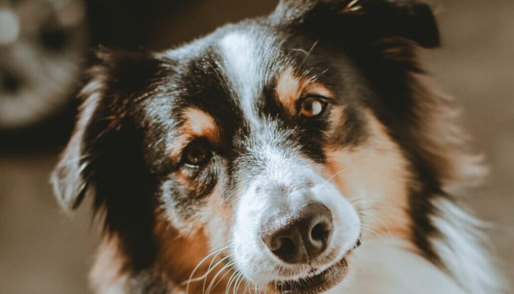 white black and brown long coated dog