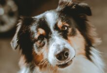 white black and brown long coated dog