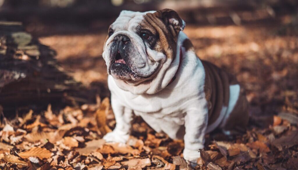 Sebastien Lavayale buldog
