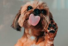 brown and white shih tzu puppy