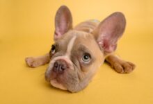 brown french bulldog puppy lying on yellow textile
