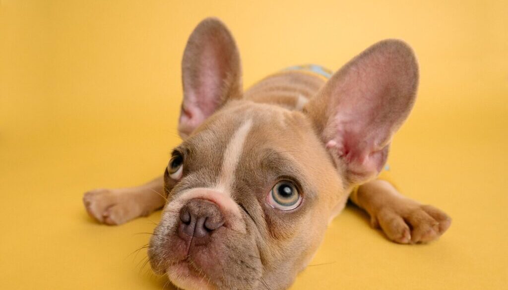 brown french bulldog puppy lying on yellow textile