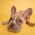 brown french bulldog puppy lying on yellow textile