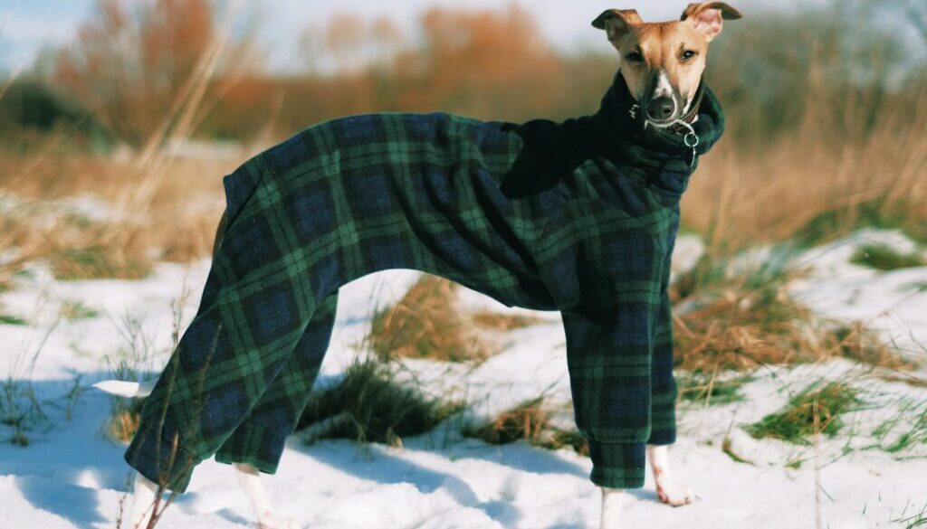 short-coated brown dog wearing green jacket on snow-covered ground during daytime