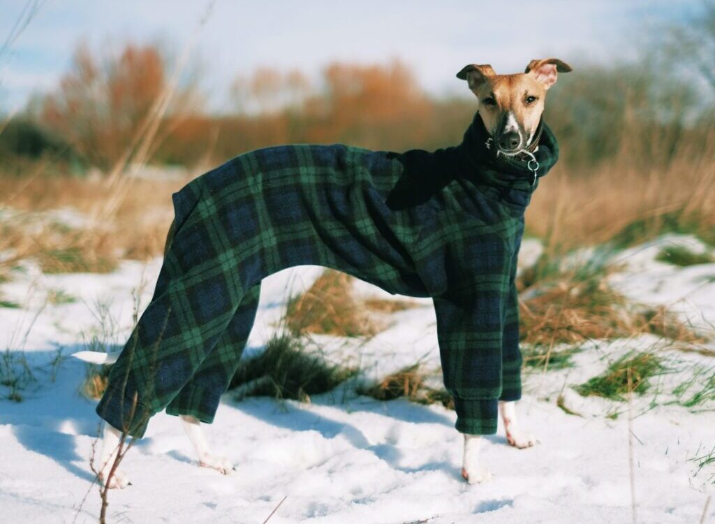 short-coated brown dog wearing green jacket on snow-covered ground during daytime