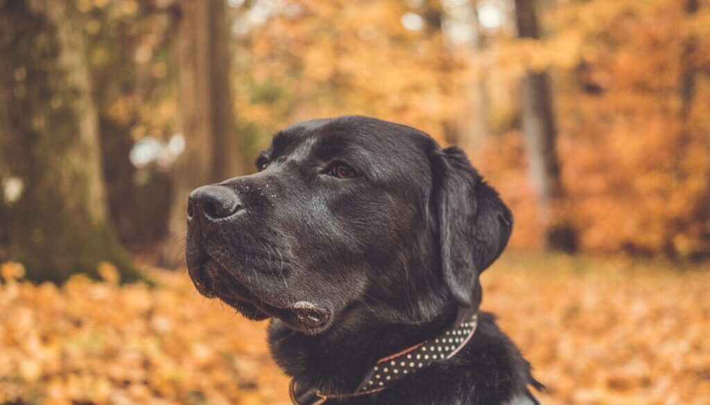 black Labrador retriever with collar