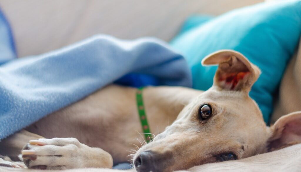 close-up photography of adult gray hound