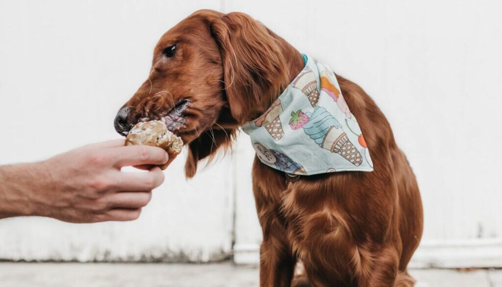Camylla Battani / Unsplash.com short-coated brown dog