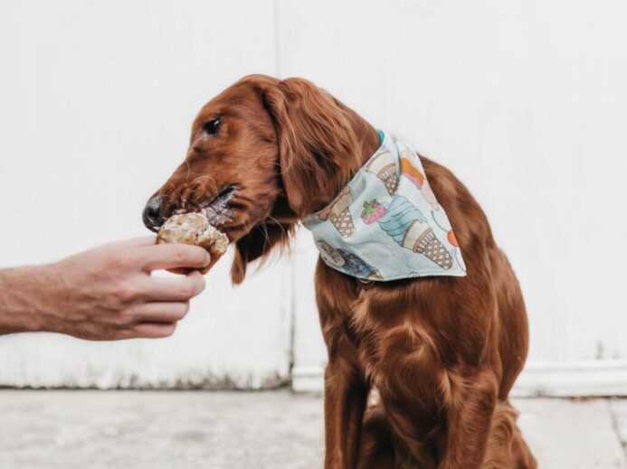 short-coated brown dog