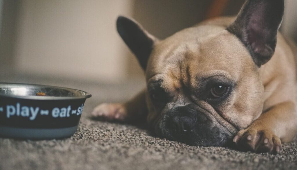 puppy beside pet bowl
