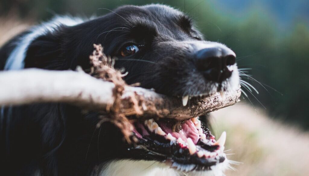 Tadeusz Lakota / Unsplash.com shallow focus photography of dog
