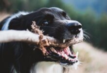 shallow focus photography of dog