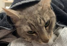 Animal Emergency Service Facebok