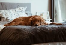 short-coated brown dog
