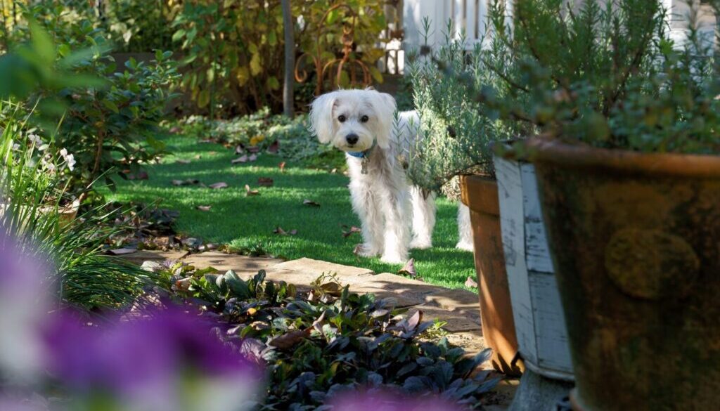 long-coated white dog on grass fild