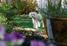 long-coated white dog on grass fild