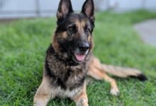 selective focus photography of German shepherd on green grass