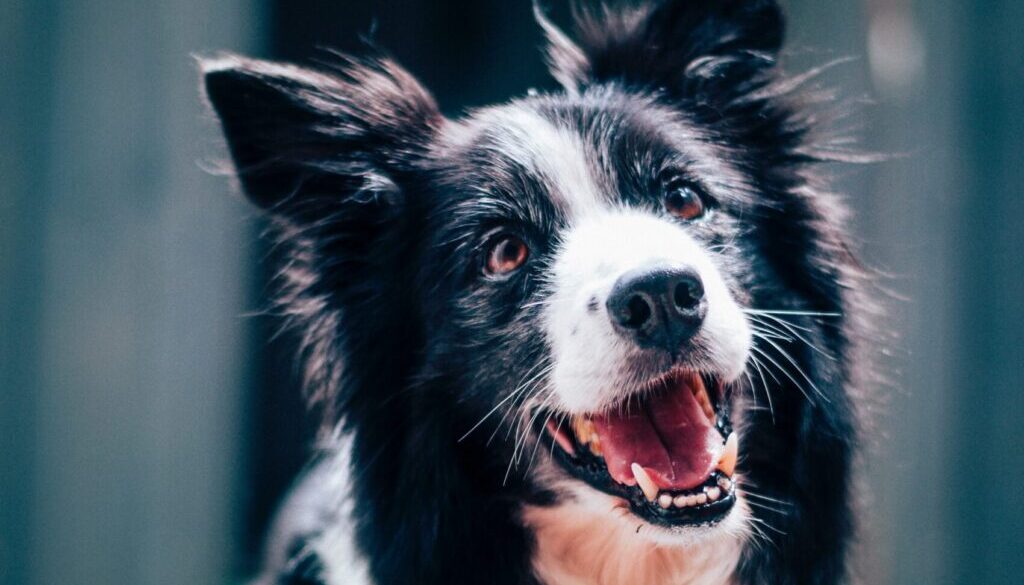 long-coated black and white dog during daytime