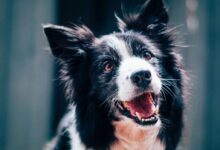 long-coated black and white dog during daytime