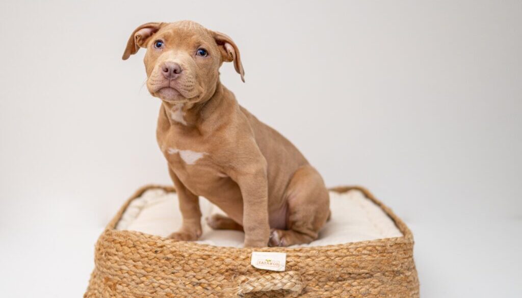 Jordan Bigelow / Unsplash.com brown short coated puppy on brown wicker basket