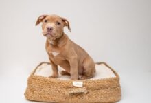 brown short coated puppy on brown wicker basket