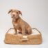 brown short coated puppy on brown wicker basket