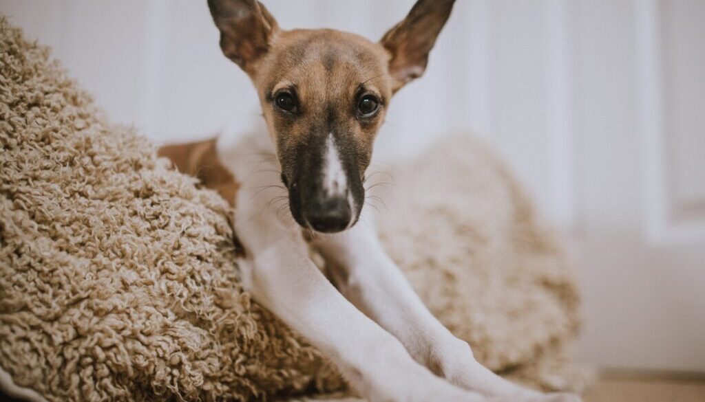 short-coated brown and white dog lying on brown pet bed
