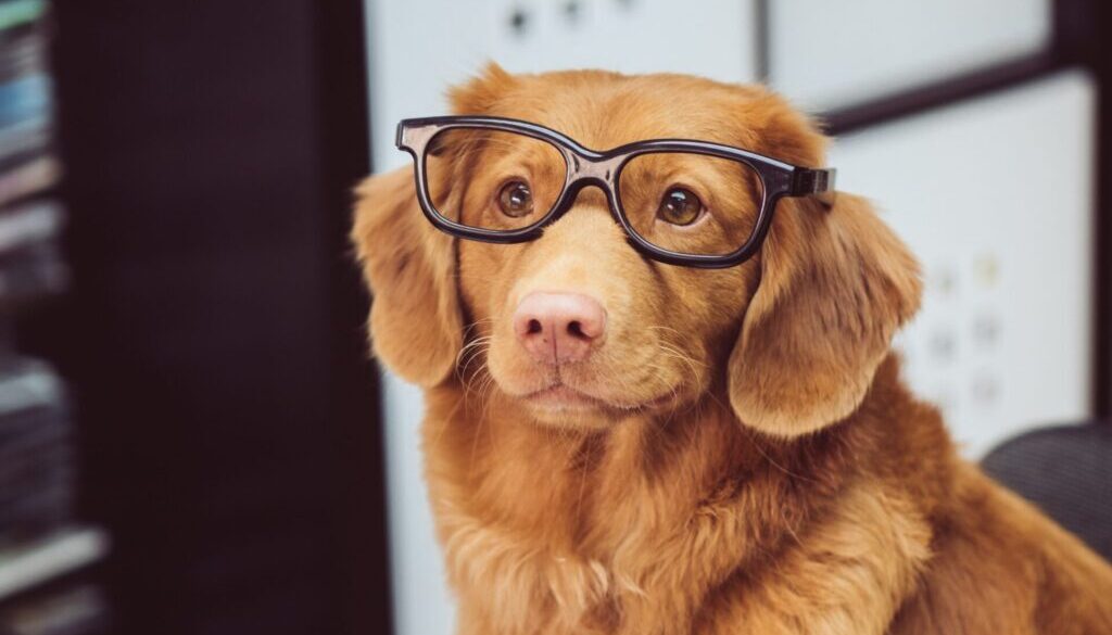 dog sitting in front of book