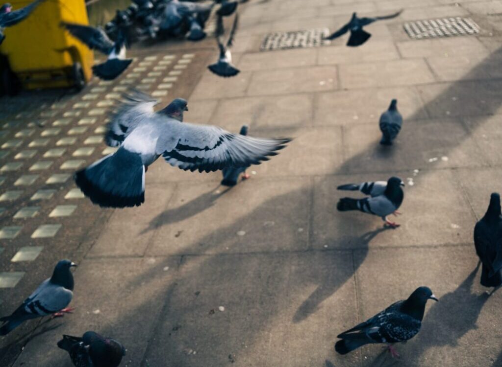 flock of pigeons on gray concrete floor