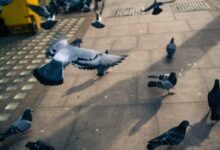 flock of pigeons on gray concrete floor