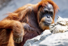 foto / Zoo Hagenbeck
