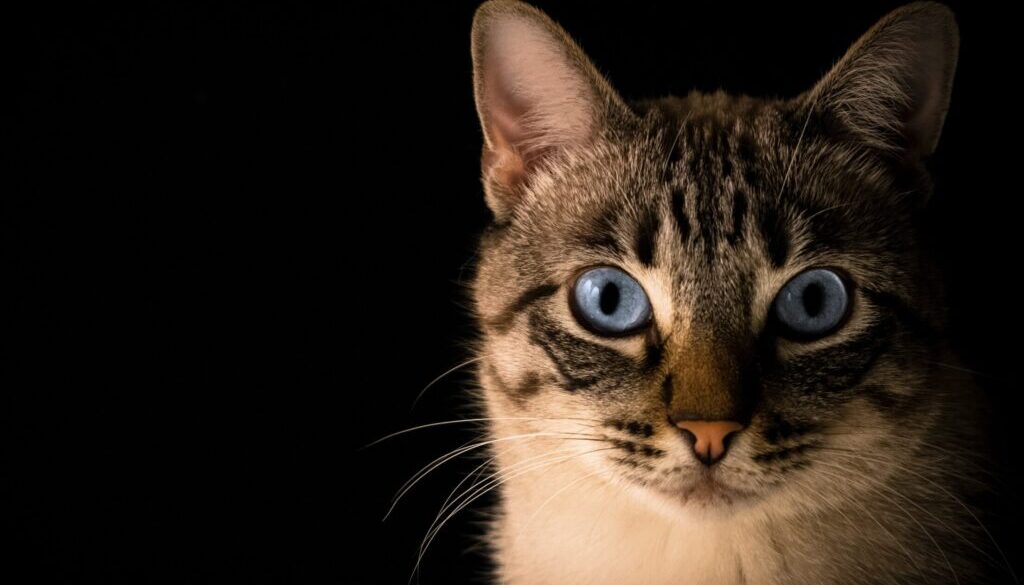 Pacto Visual / Unsplash.com close up photo of tabby cat