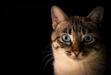 close up photo of tabby cat