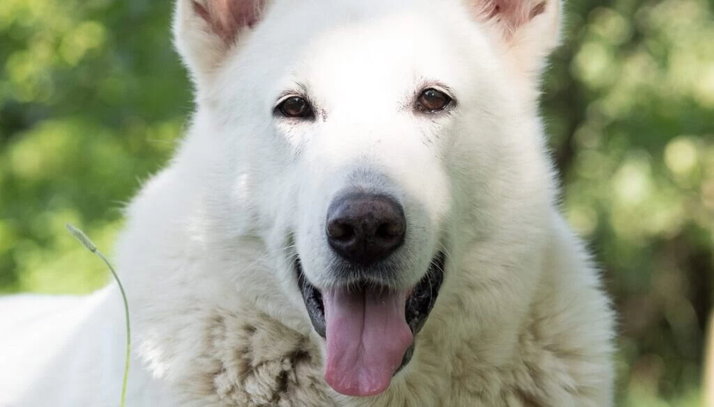 Kanashi / Unsplash.com white wolf lying on green grass during daytime