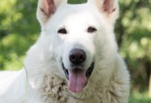 white wolf lying on green grass during daytime