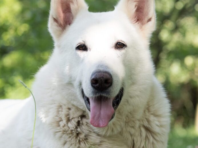 white wolf lying on green grass during daytime